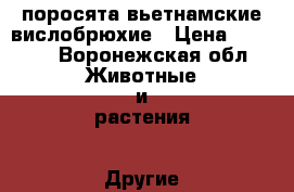 поросята вьетнамские вислобрюхие › Цена ­ 2 000 - Воронежская обл. Животные и растения » Другие животные   